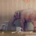 Ламінат 3901 Дуб Літній Evolution Kronotex ціна