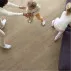 Ламінат AL2005 Дуб Віа Alberra V4 Peli Parquet ціна